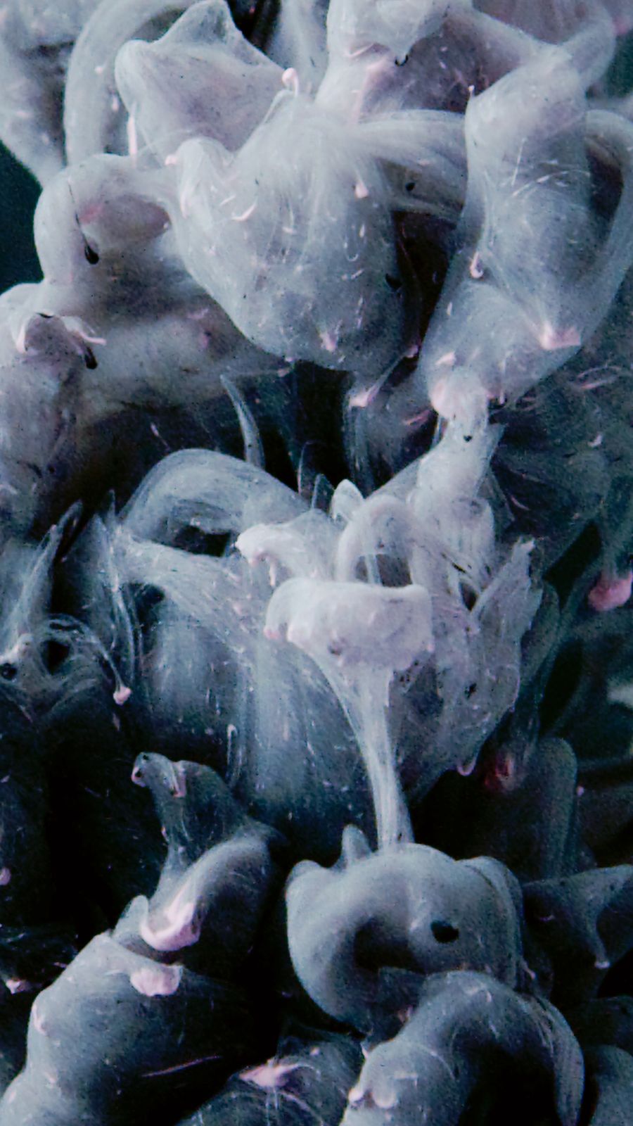 nicotine salt juice